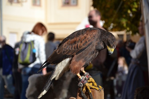 DSC_0485.JPG
